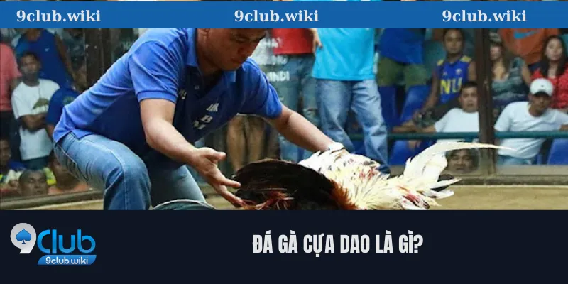 Đá Gà Cựa Dao Là Gì?