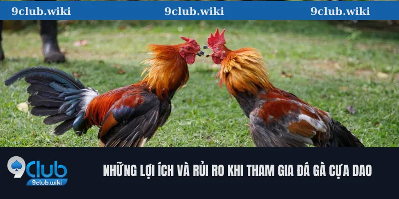 Những Lợi Ích Và Rủi Ro Khi Tham Gia Đá Gà Cựa Dao