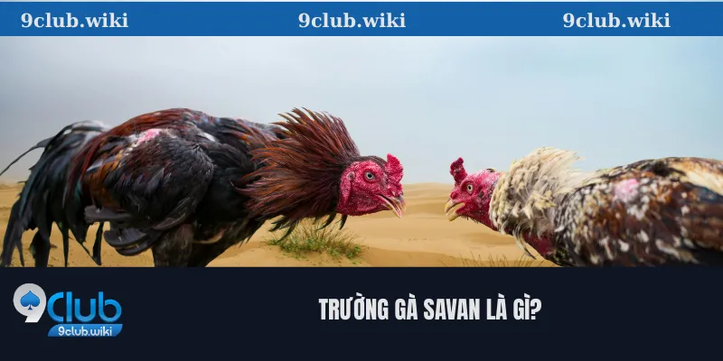 Trường Gà Savan Là Gì?